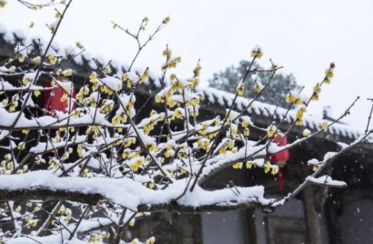 一枝春雪冻梅花是什么意思