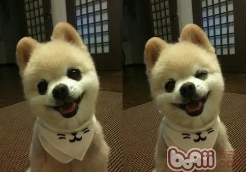 俊介君是什么品种