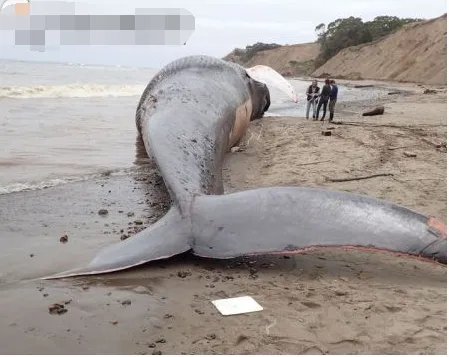 启东座头鲸死亡这到底怎么回事?