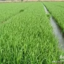 东北为什么产大米