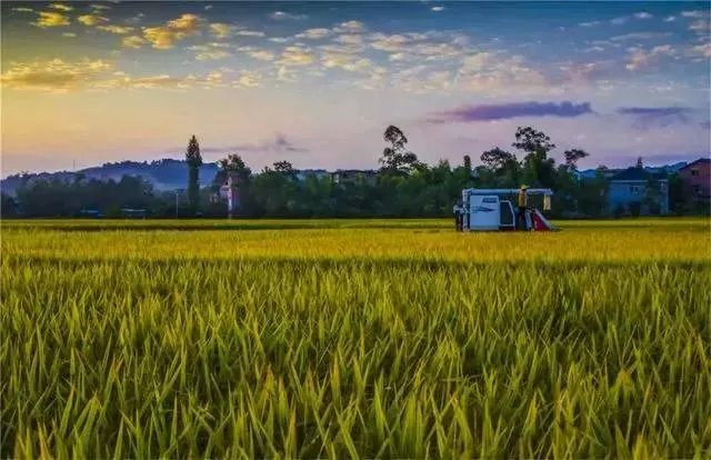 农户在集体荒地上种植竹子，成林后被偷砍且挖掉，能得到赔偿吗？有何依据？