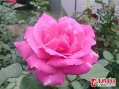 300万像素只要900 超便宜拍照手机精选