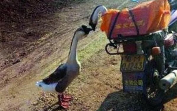 两鹅别离吻成网红：两只鹅在情人节离别，亲吻照令人感动