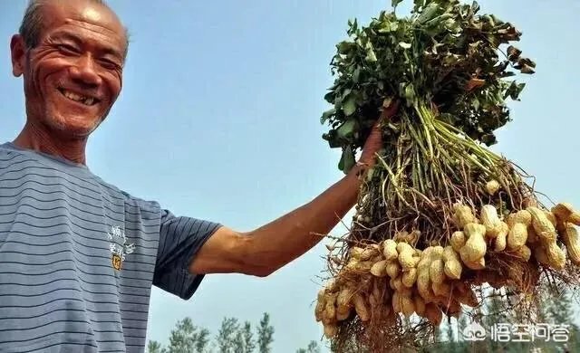 2019年花生米行情走势如何?