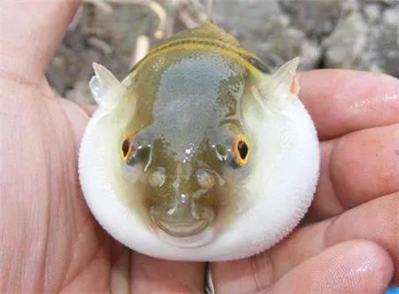 长江鲜都有什么