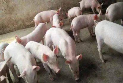 景德镇一养猪场大批死猪致污染,当地采取了什么举措?