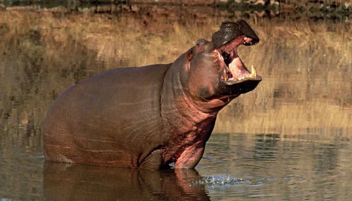 胖胖的河马在水里如何移动的 胖胖的河马在水里怎样移动的