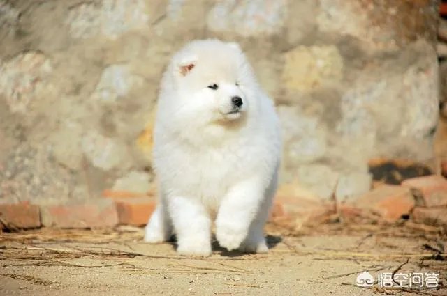 萨摩耶吃什么狗粮好？