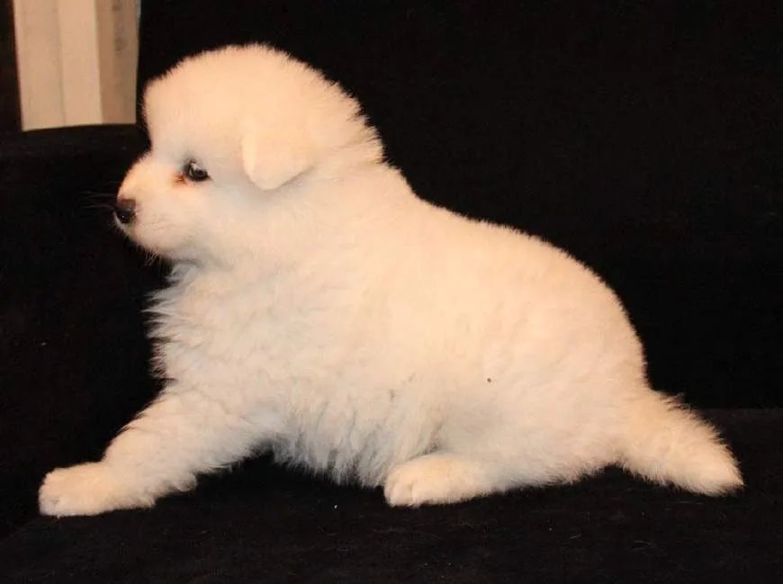 如何看待萨摩耶派出所报案这件事情？