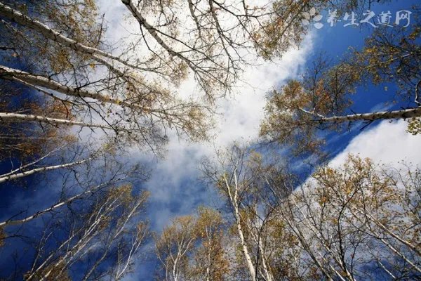 福临门纯香大豆油