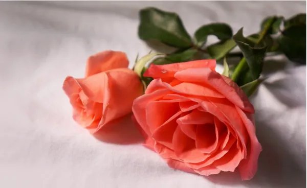 2朵玫瑰代表什么意思