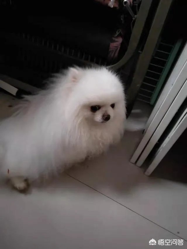 萨摩耶吃什么狗粮好？