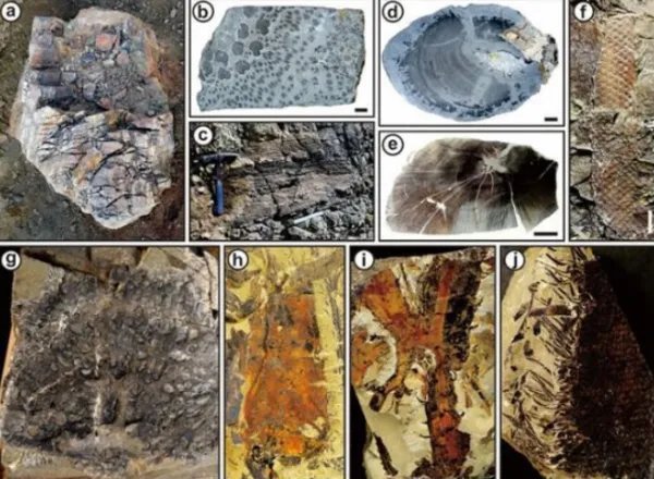 我国发现迄今最早远古森林是多少年前的？