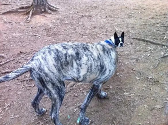 一男一女摩托车上打野战?这些错觉图片让你大开眼界