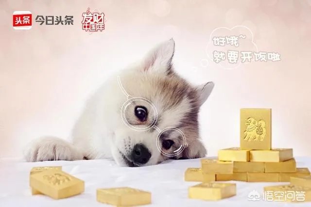 上联：阿发狗，旺财狗，戊戌狗，三狗开泰。如何对下联？