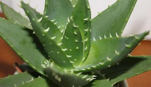 装修完的房子放什么植物好