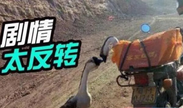 两鹅别离吻成网红：两只鹅在情人节离别，亲吻照令人感动