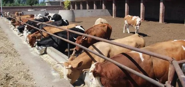 未来中国养殖业会是怎么样的？