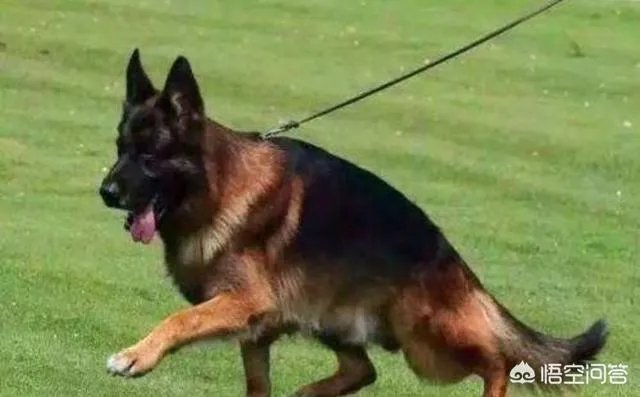 德国牧羊犬幼犬多少钱一只？