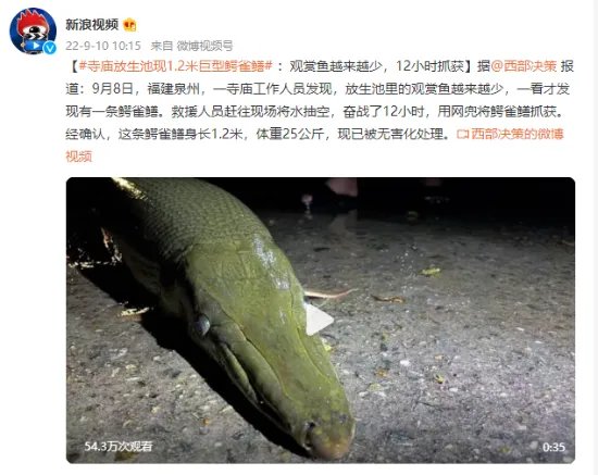 寺庙放生池现1.2米巨型鳄雀鳝：观赏鱼都被吃了