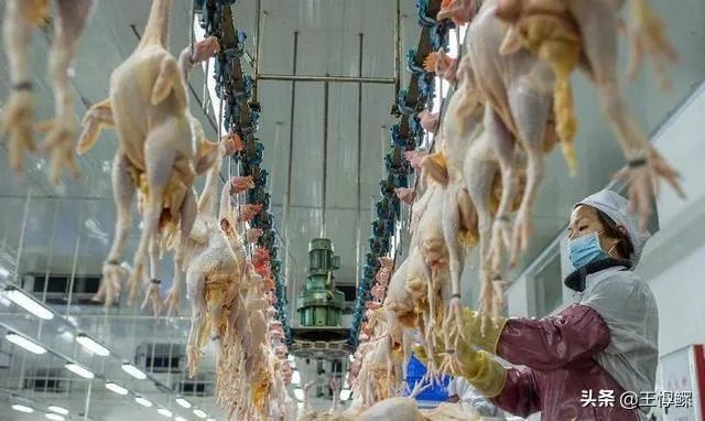 未来中国养殖业会是怎么样的？