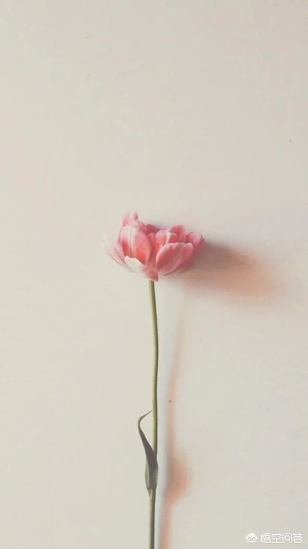 有没有粉色系头像？