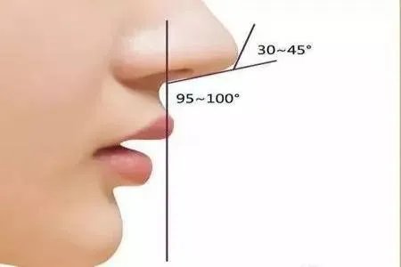 标准鼻子侧面图