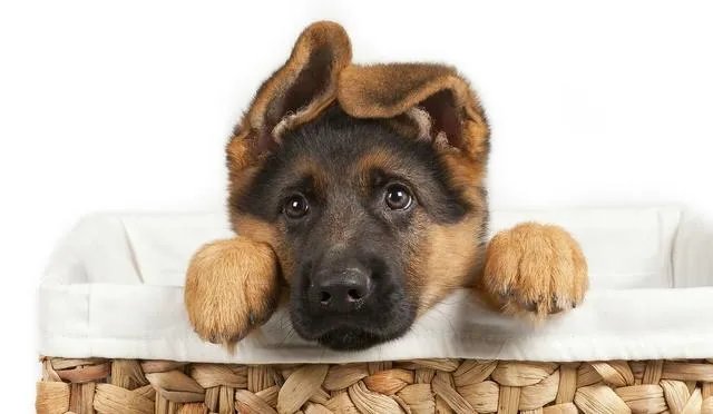德国牧羊犬幼犬多少钱一只？