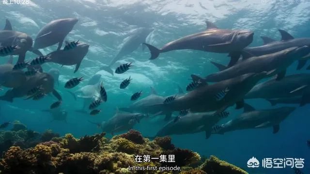 《蓝色星球第二季》里海豚游泳是不是类似于裸眼3d？