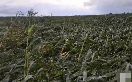 台风致吉林玉米大面积倒伏？