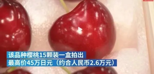 日本的“天价樱桃”2000元一颗,为什么这么贵?