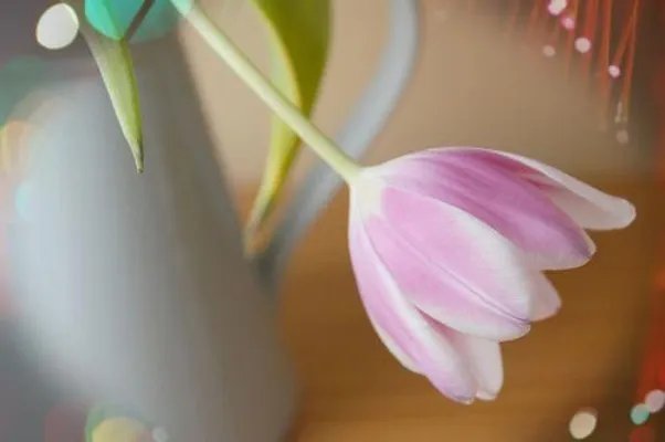 看不见的二房东连夏顾西臣小说在线阅读