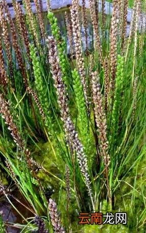 最美的35种水生植物花卉，好美！