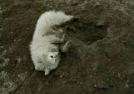 如何看待萨摩耶派出所报案这件事情？