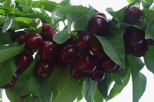 江西一批新冠病毒阳性进口樱桃已售空，进口食品还能放心吃吗？