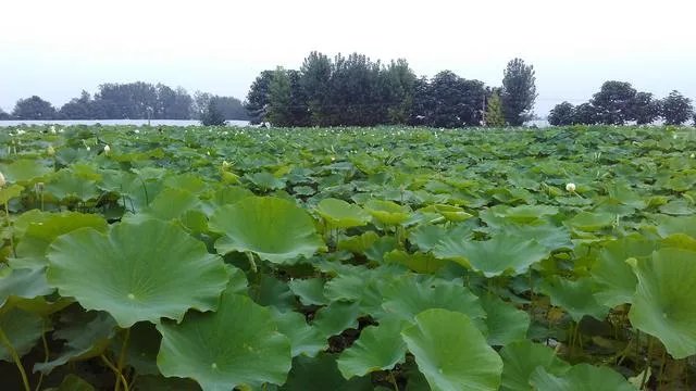 我拉东西从村里出村路上过，村民不让过要钱，他们合理吗？