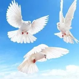 北京哪里有鸽子交易市场？