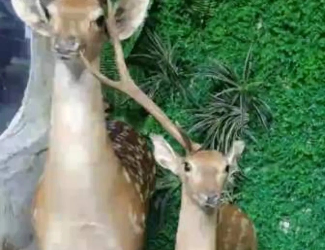 从小学生拔标本鹿角给爷爷补身体这件事中,你看出了什么?