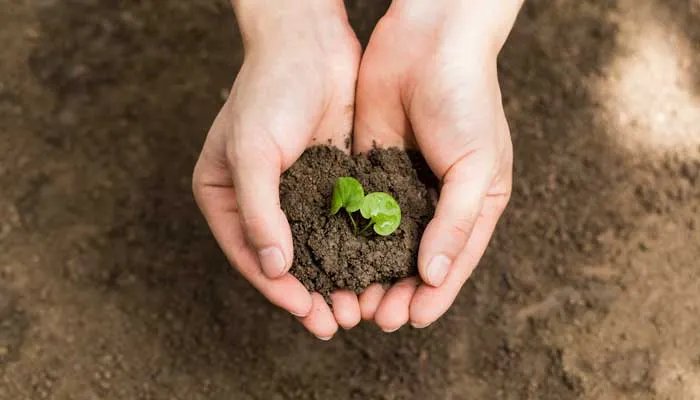 西瓜如何种植 西瓜种植方法是