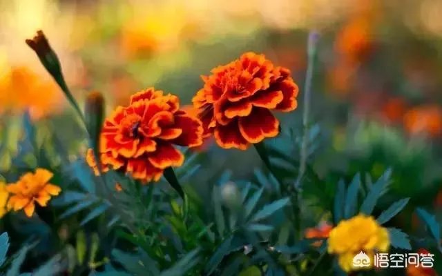 你有哪些喜欢的句子想要分享吗？