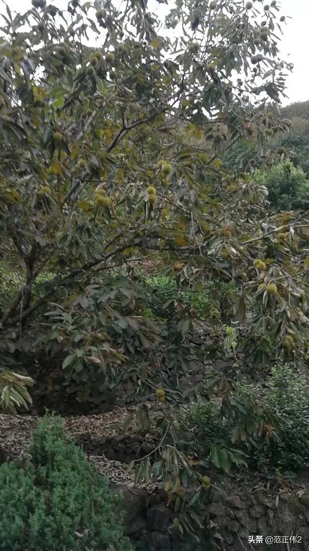 国庆长假,你们打算加班还是放假去城市周边旅游呢?