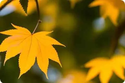 《天津桥春望》赏析