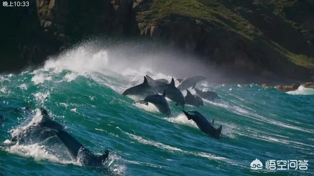 《蓝色星球第二季》里海豚游泳是不是类似于裸眼3d？