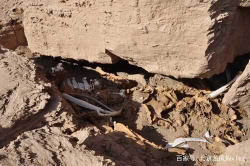 罗布泊的地下洞穴，为何会出现很多大型的吃人蜥蜴呢？