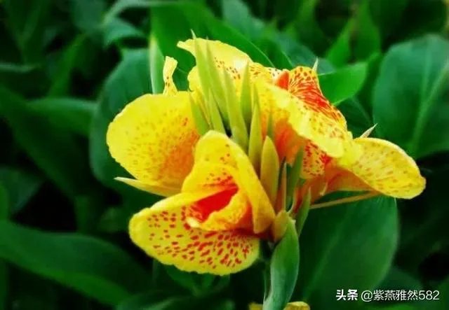 二月二龙抬头有什么美丽诗词？