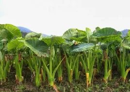 广西安和镇广大群众增收致富的拳头产品是什么？