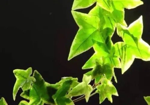 装修完的房子放什么植物好