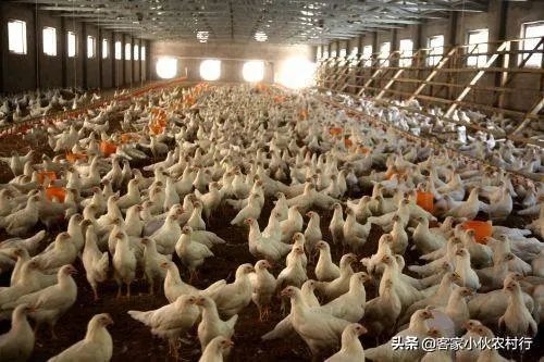 未来中国养殖业会是怎么样的？