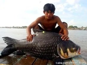 怎么钓暹罗鲤鱼