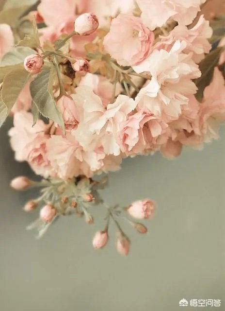 有没有粉色系头像？